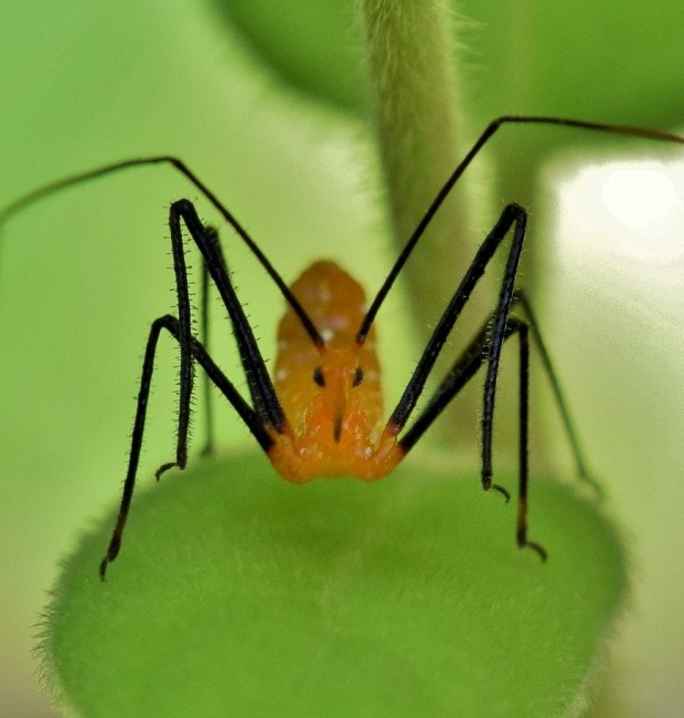 assassin-bug-nymph-1560549_1920